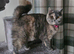 British shorthair kittens