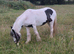 3 year old filly