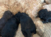 F1b cavapoo therapy dog parents