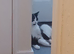 Black and white cat