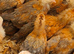 OLIVER EGGER PULLETS