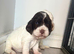 Beautiful full show cocker spaniels