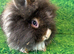Dwarf lop and lion head babies