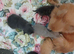 Beautiful chuiuua puppies