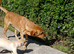 Ikc pedigree Labrador puppys