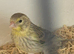 Stunning yellow opal canary