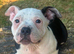 Stunning black pied female staff puppy