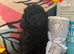 Only one Pup Left Ready 3-7-2026 from Extensively DNA & Health Tested Parents
