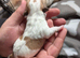 Cute pups for loving homes 500 very adorable