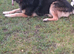 9 year old german shepherd girl