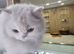 Need male studd for our female persian cat