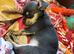 Beautiful blue tri chihuahua
