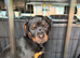Rottweiler puppies
