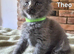 Maine coon pedigree kittens