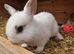 Netherland dwarf girl