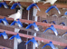 I am offering for sale pure white racing pigeons