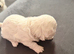 for sale maltese puppies