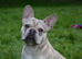 KC REG FRENCH BULLDOGS