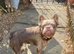 Fluffy French bulldog female