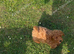 Cavapoo puppy