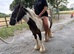 3 year old cob mare