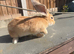 Baby bunny&rsquo;s