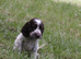 Show Type Cocker Spaniel Puppies