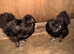 Black Silkie Pair
