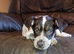 2 last beautiful Merle Staffies available