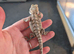 Baby bearded dragons ready now