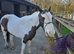 Bob the cob