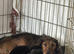 Girl Puppies