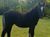 Violet Heavy, Smoky Black Filly Foal Cob to make 14.2hh
