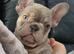 Beautiful French bulldog puppies