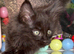 Beautiful litter of main coon kittens