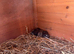 Chinese painted quail