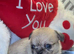 Brussels Griffon