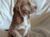Health Tested KC Registered Cocker Spaniel Puppies