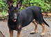Belgian malinois pups