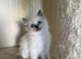 Beautiful Ragdoll kittens