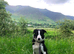 Border Collie Puppies
