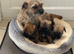 Beautiful border terrier Puppys