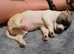 Jack russell puppy for sale