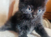 Beautiful Kitten for Sale