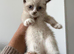 Beautiful Ragdoll &times; Siamese Girl Kitten