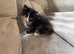 Fluffy mixed colour girl available