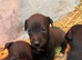 Stunning Lurcher puppies