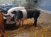 Weaners