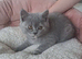 Pedigree British Shorthair Kittens