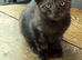 Gorgeous British Short Hair kittens